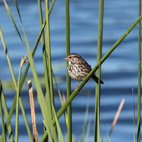 Guided Bird and Nature Walk 1