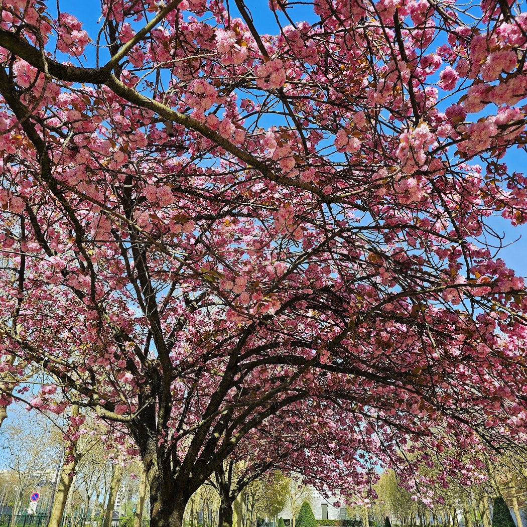 Jardin André-Ulmann 1