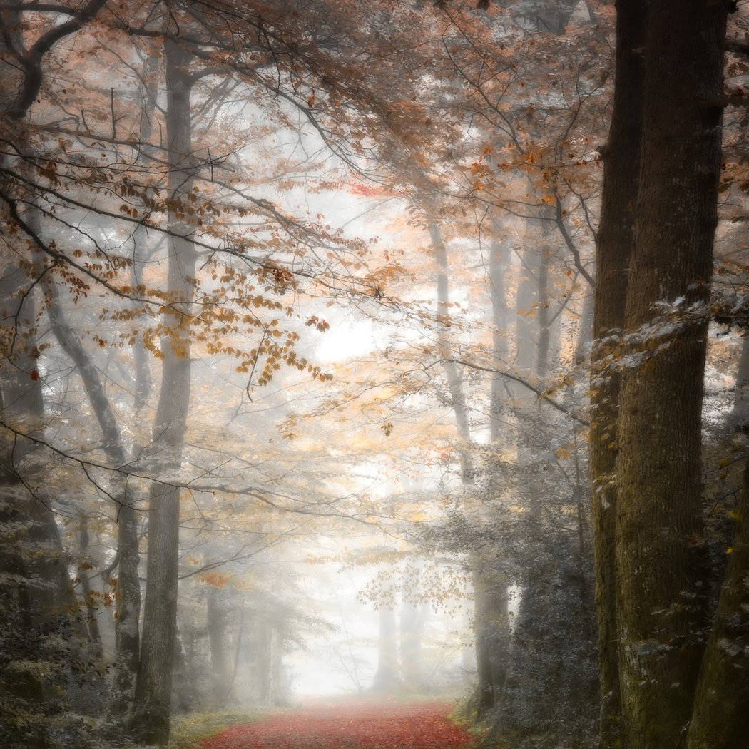 Forêt des Loges 1