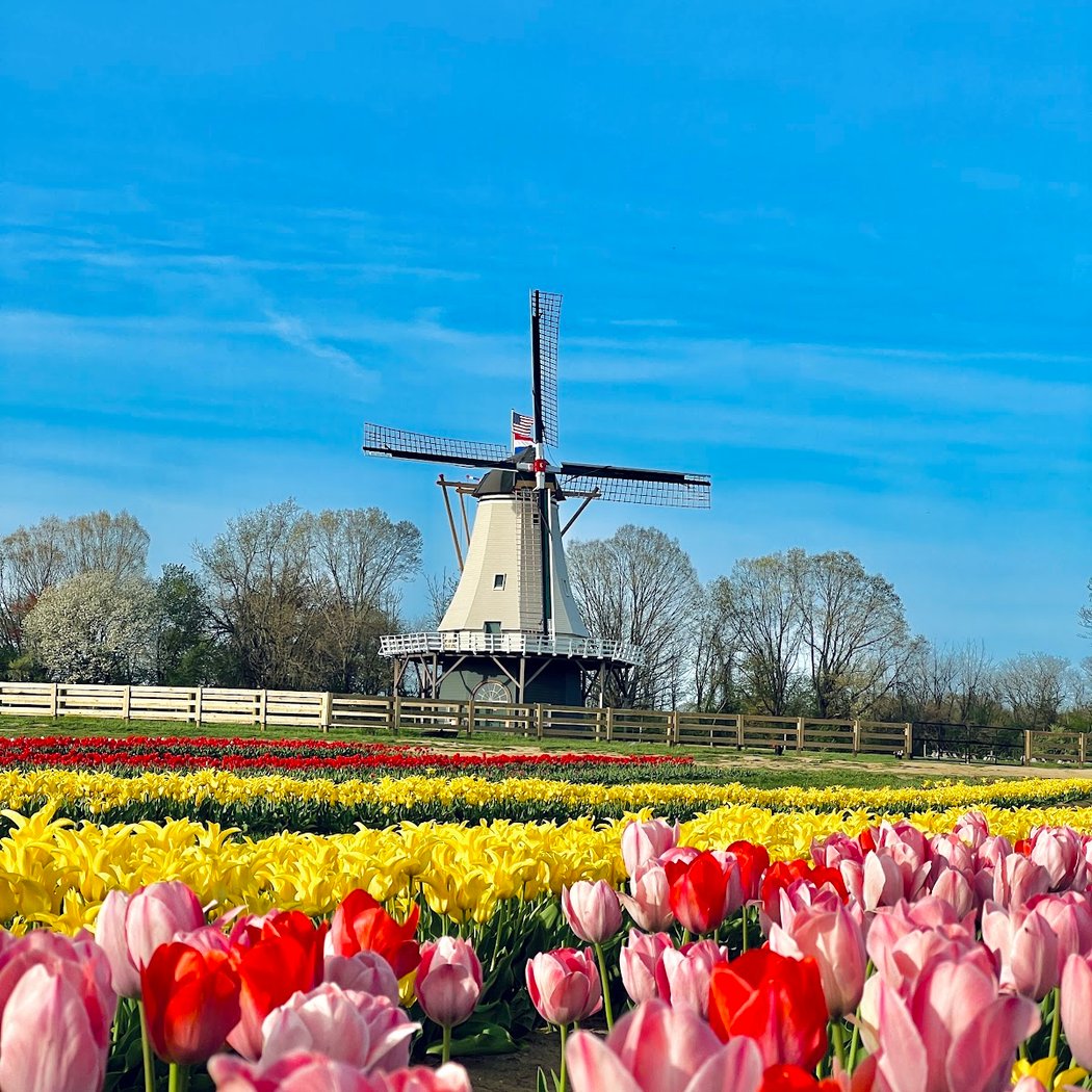 Tulip Season at Holland Ridge Farms 1