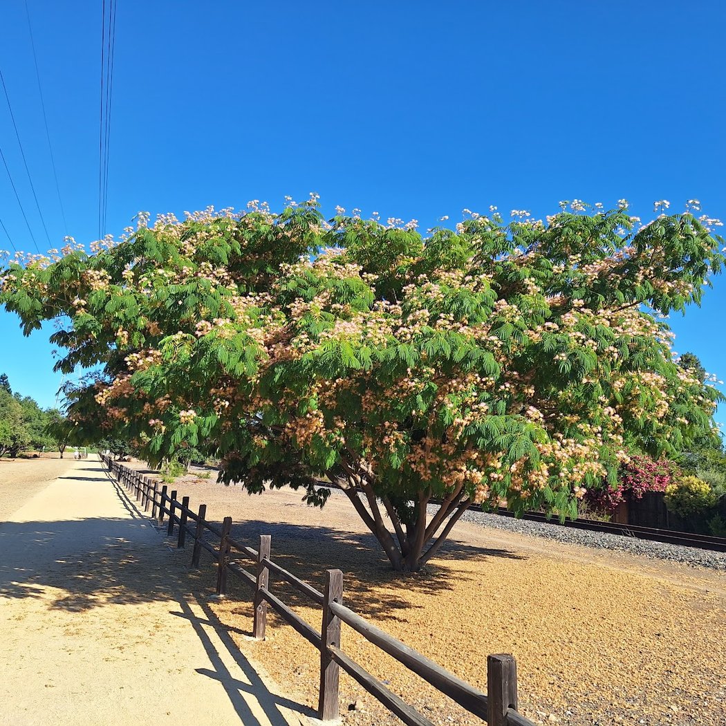 Joe's Trail at Cox and de Anza 1