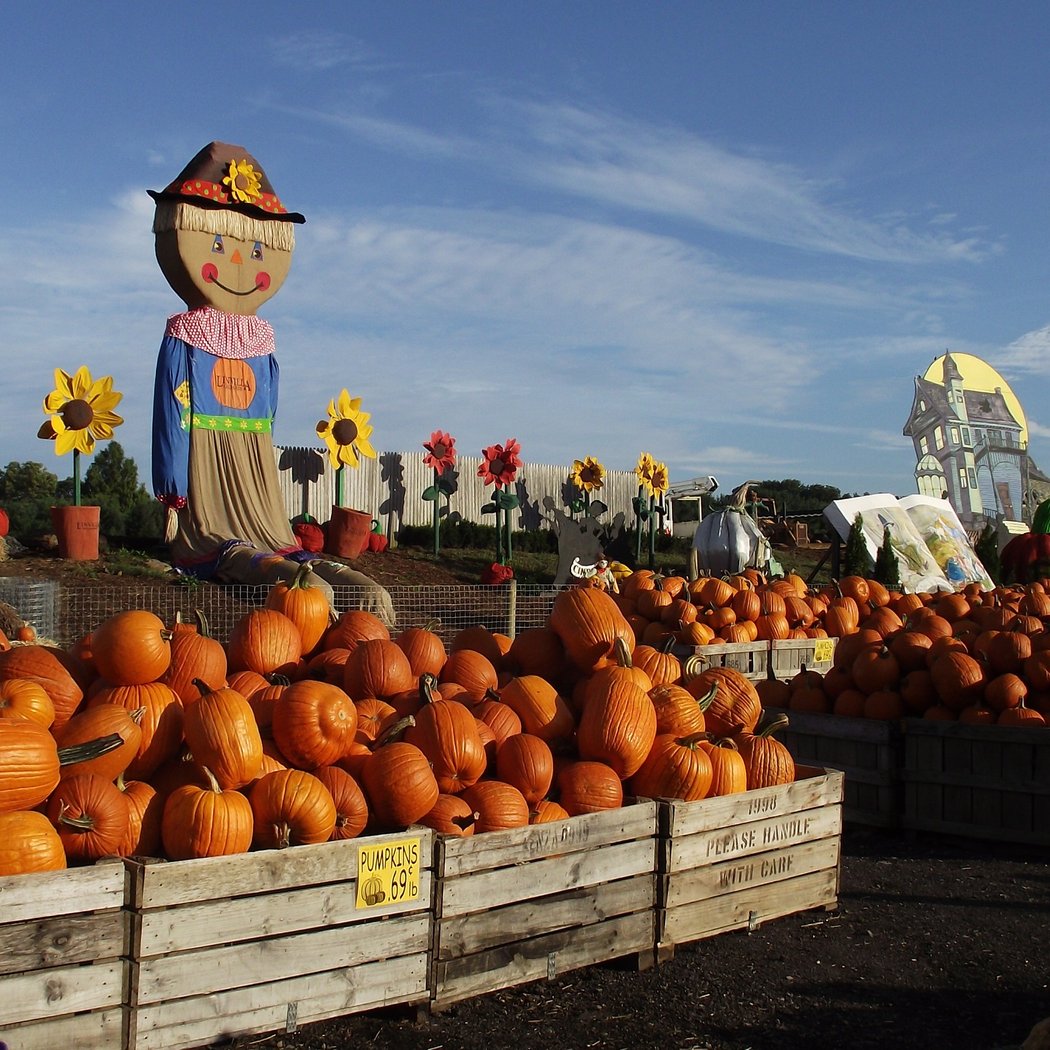 Pumpkinland 3