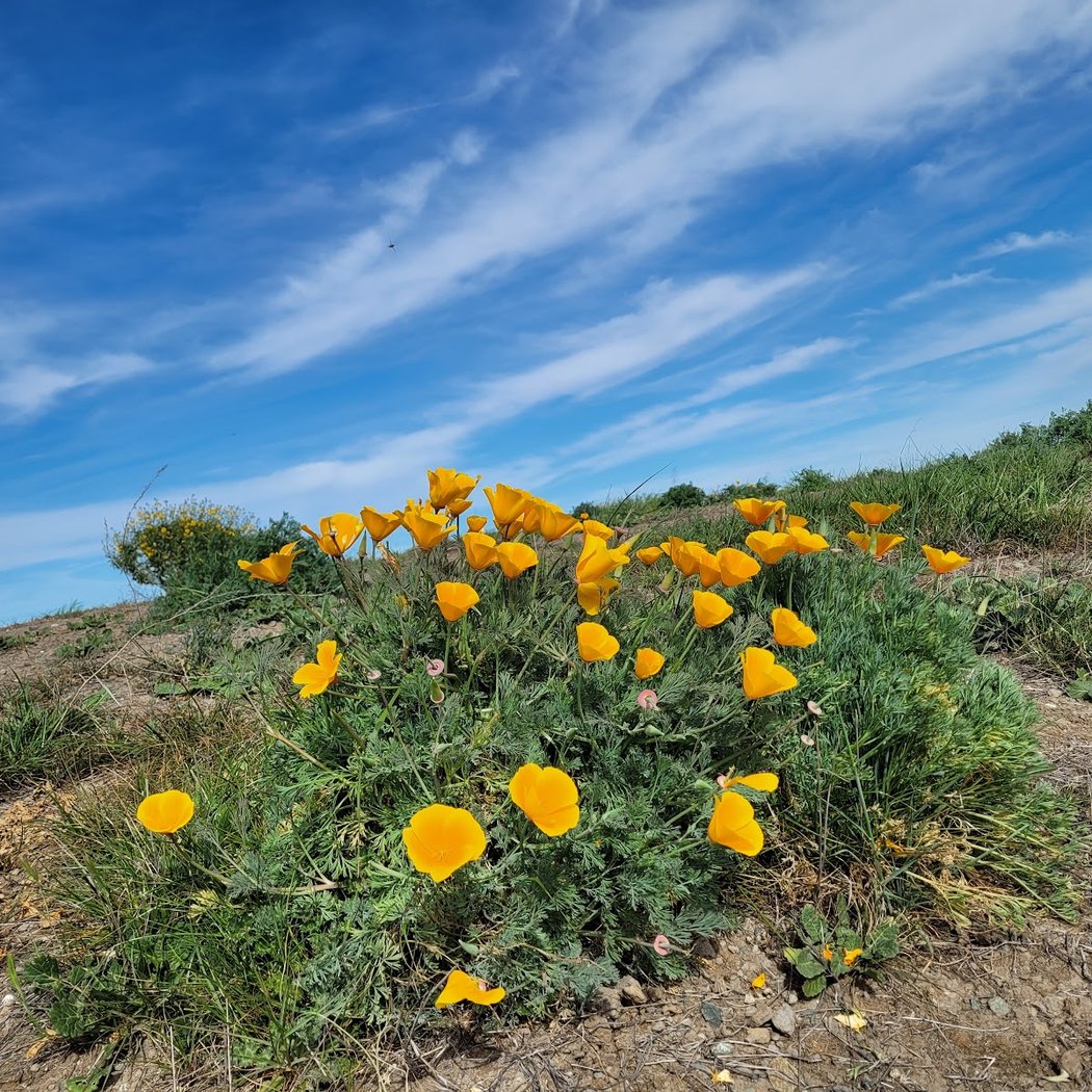 Bay Point Regional Shoreline 1