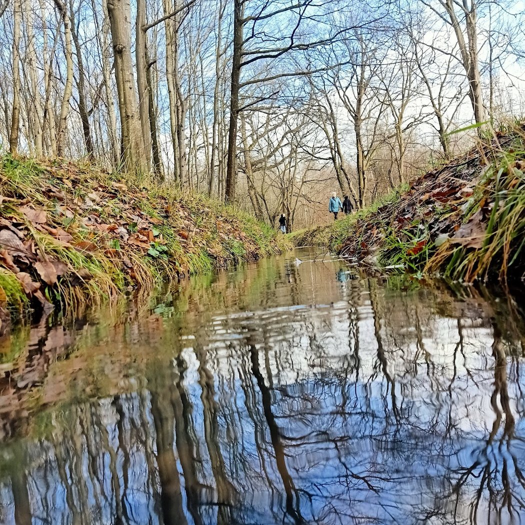 Forêt Régionale de Gros Bois 1
