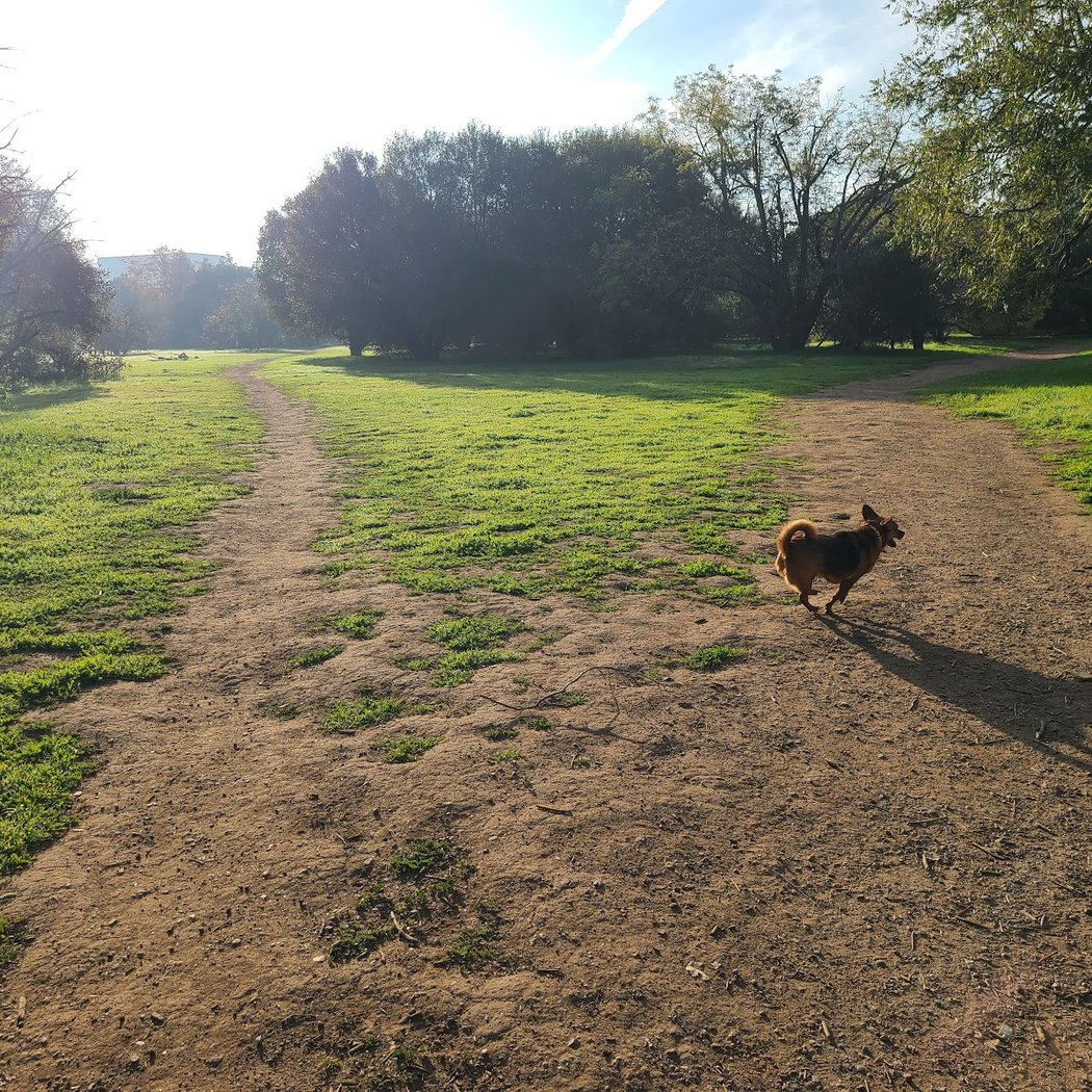 Fenced Dog Park | Rengstorff Park 3