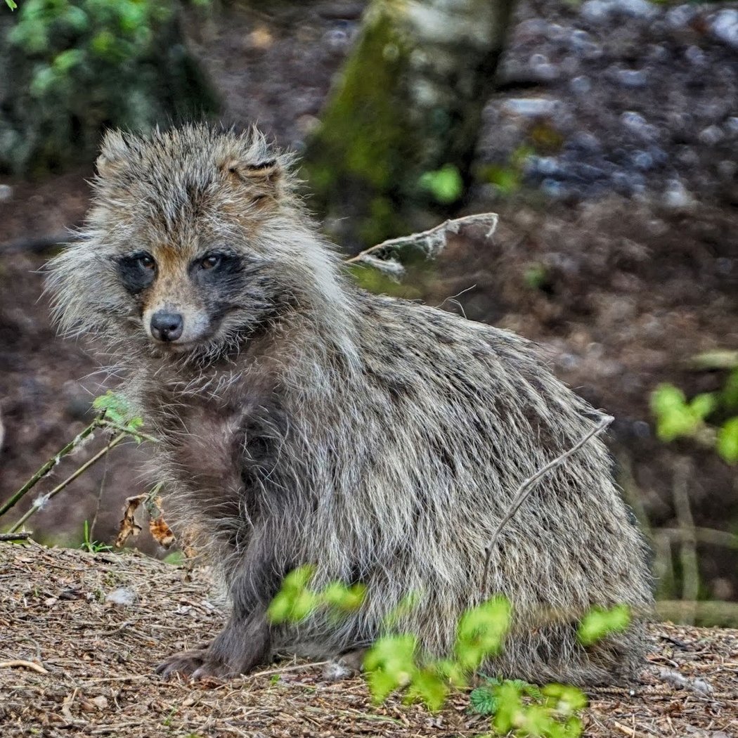 Wildpark Müden 2