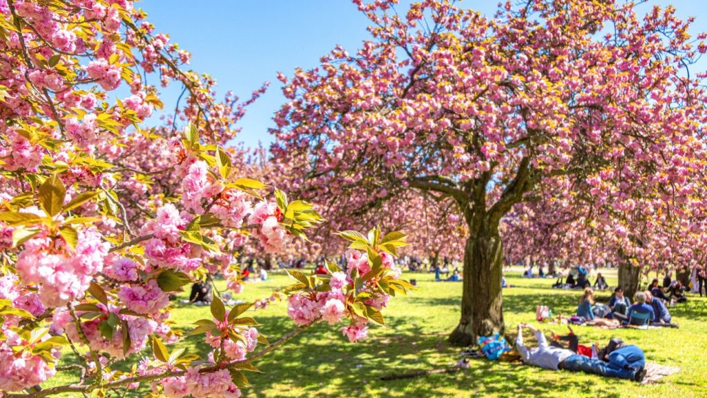 Hanami 2