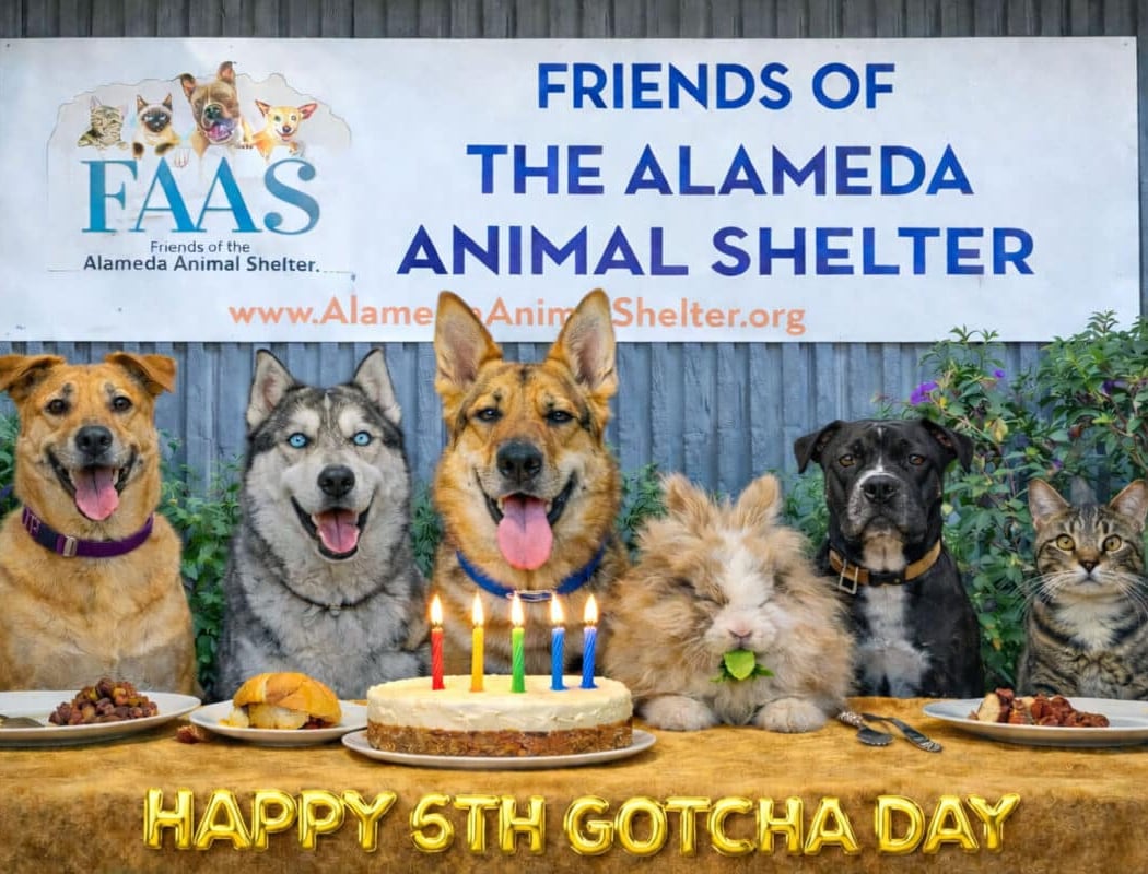 Friends of The Alameda Animal Shelter 1