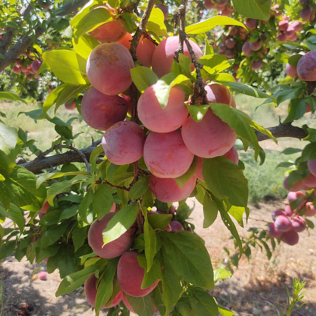 Apple Hill Ranch 2