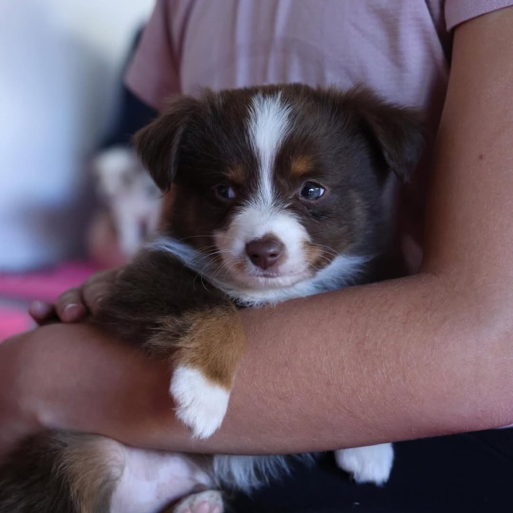 Australian Shepherd Puppy Yoga 3