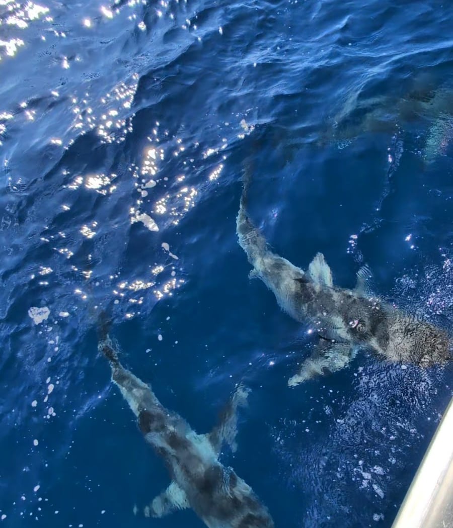 North Shore Shark Adventures 2