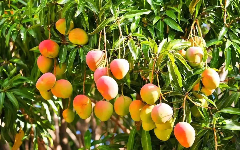 Mango Specialty Tour 3