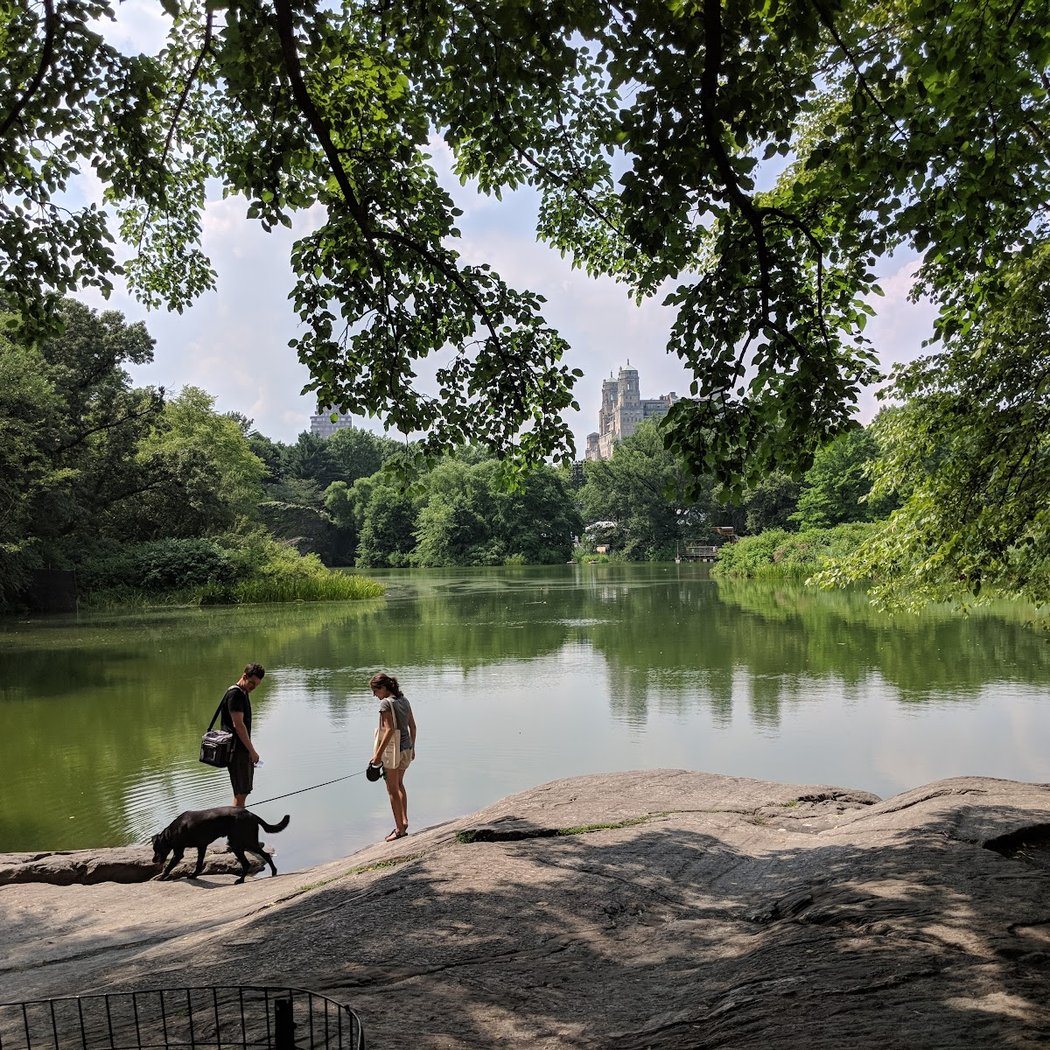 Turtle Pond 5
