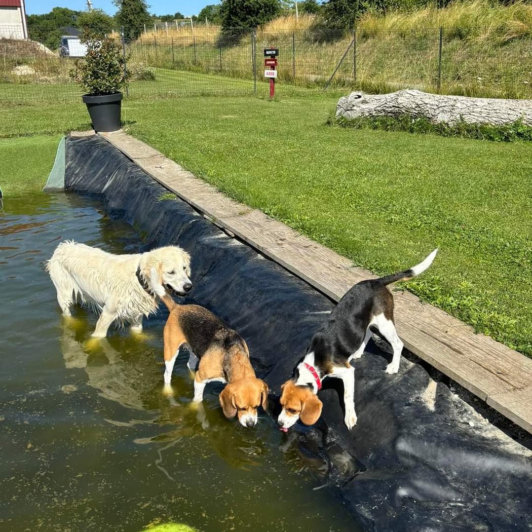 Parc de l'Aure - Parc de Jeux Canin/éducation de votre chien près d'Amiens à Saisseval 2