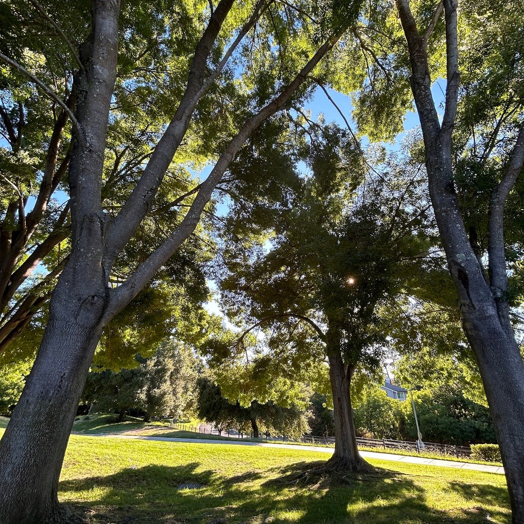 Livorna Park 3