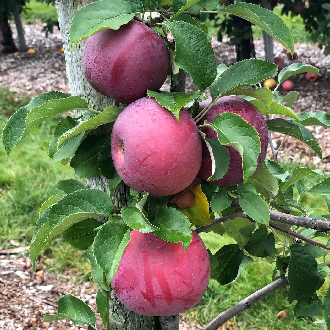 Pumpkin & Apple Picking 3