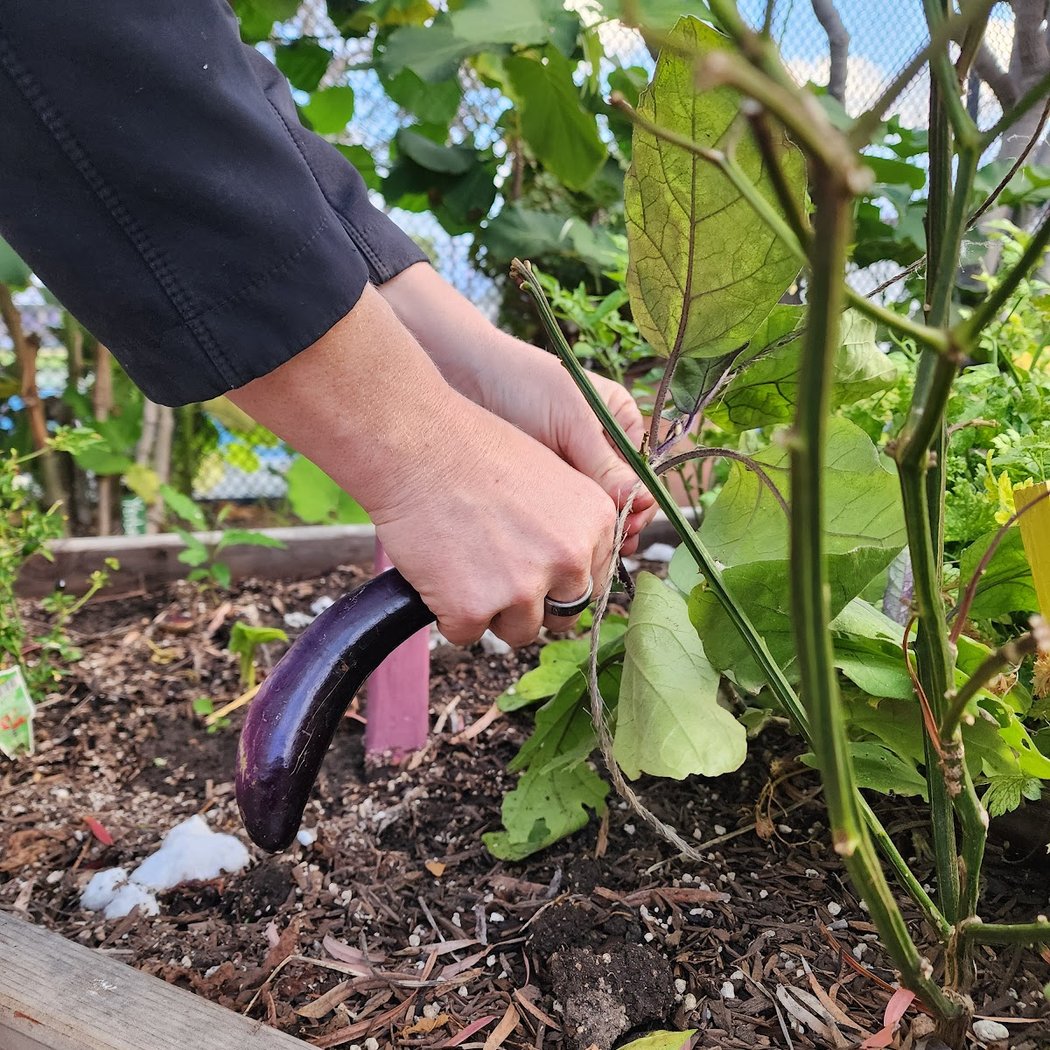 Community Garden Volunteer Session 2