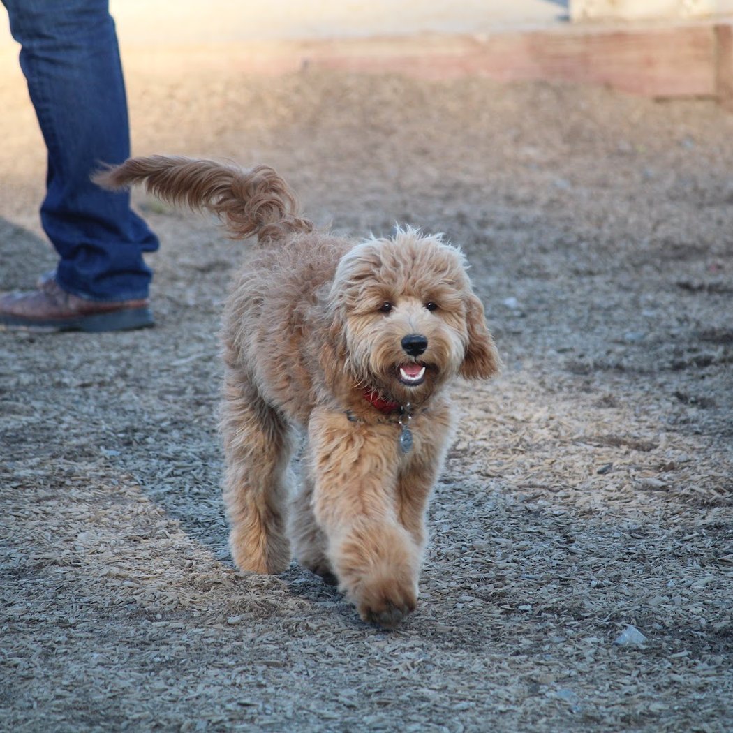 Ragle Ranch Dog Park 1