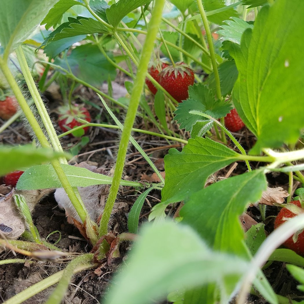 Jardins Solidaire d'Ivraie 1