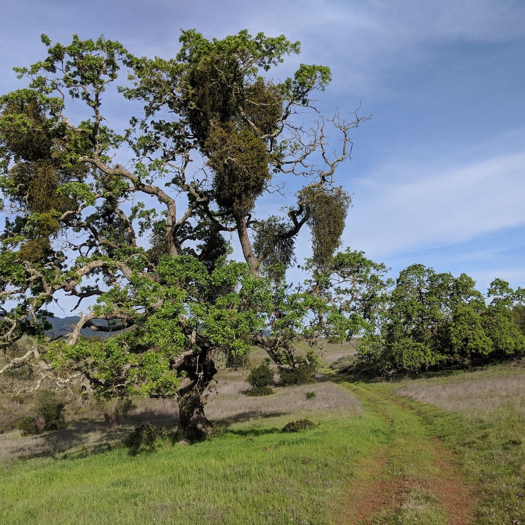 Jasper Ridge Biological Preserve 3