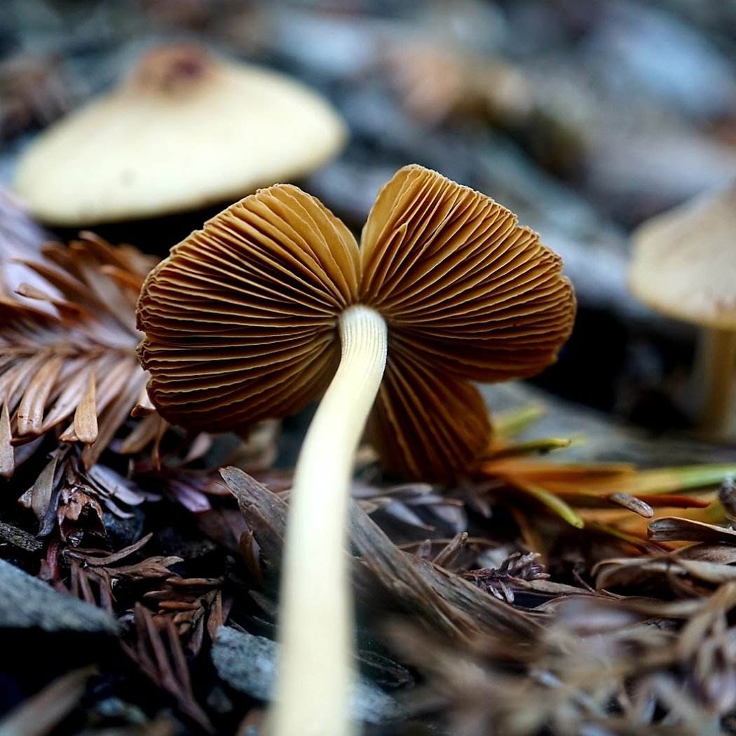 The Magic Forest 2
