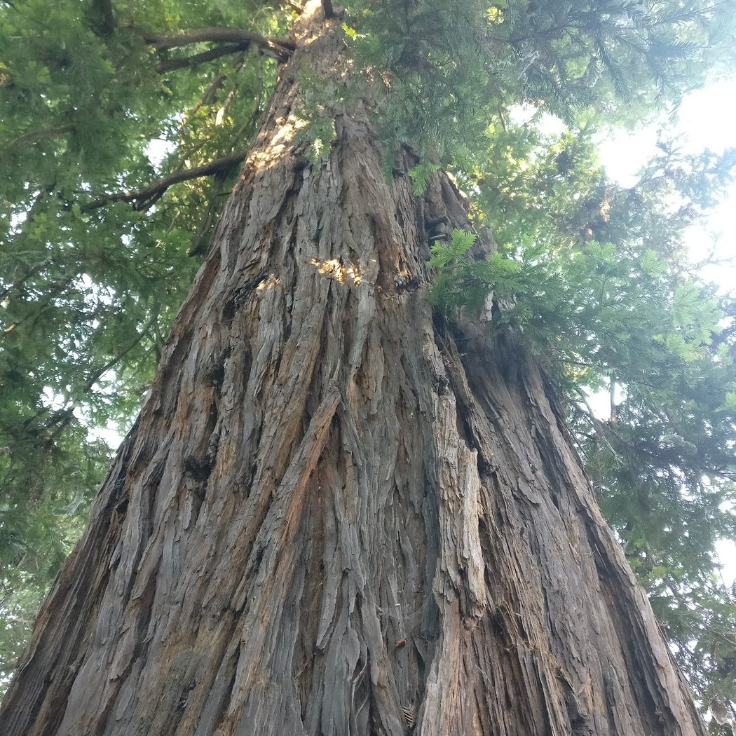 Calistoga Parks & Recreation 2