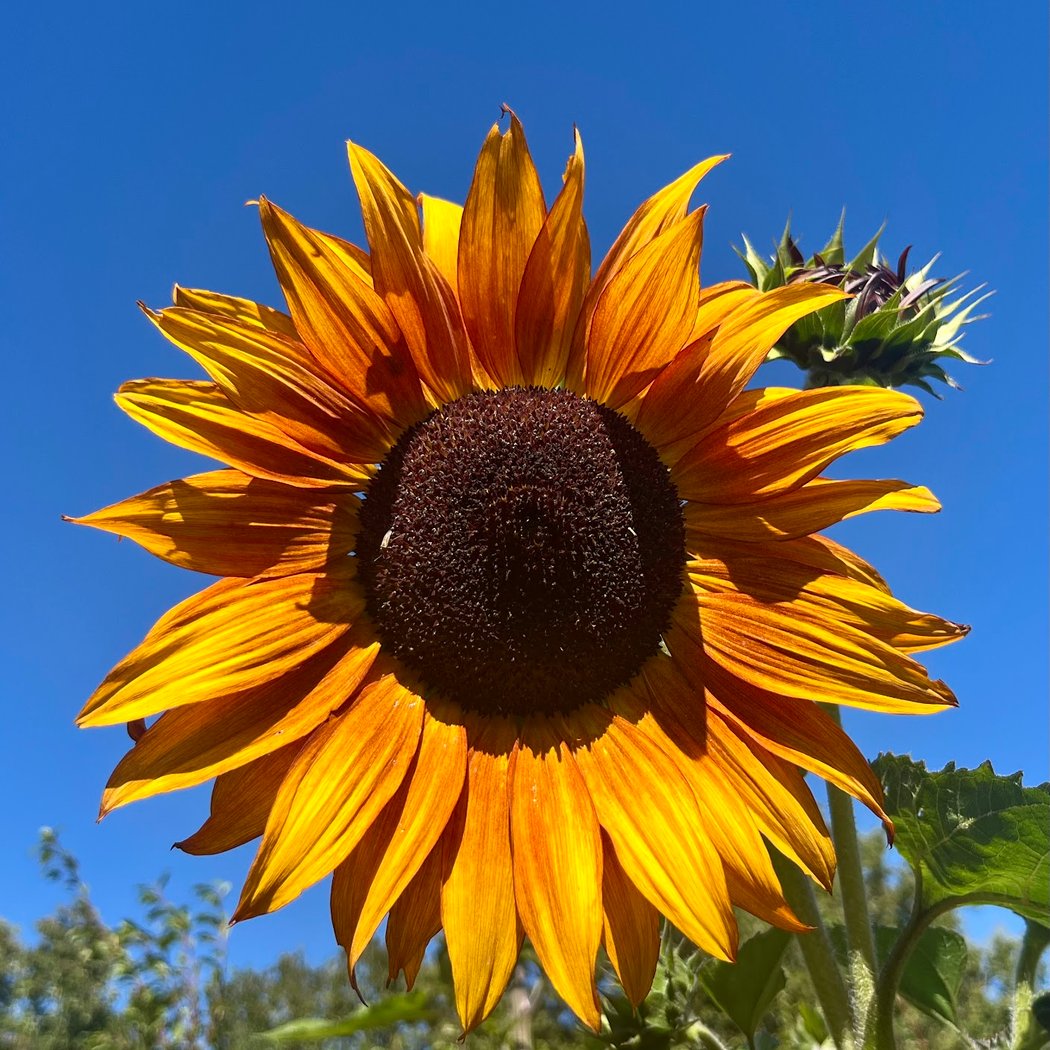 Sonoma Garden Park 1