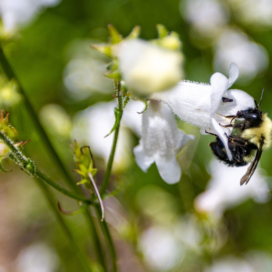 Bumbles and Buzzers Pollinator Walk 2