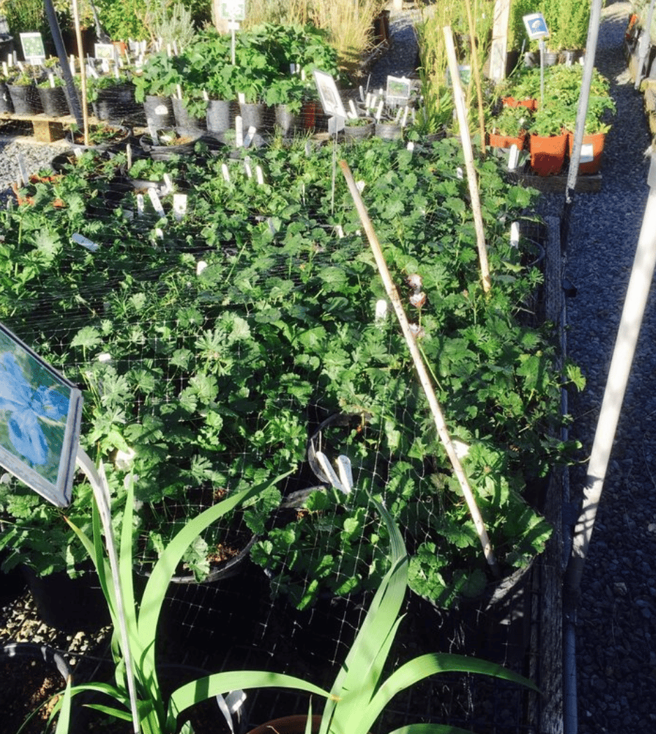 Mission Blue Nursery 2