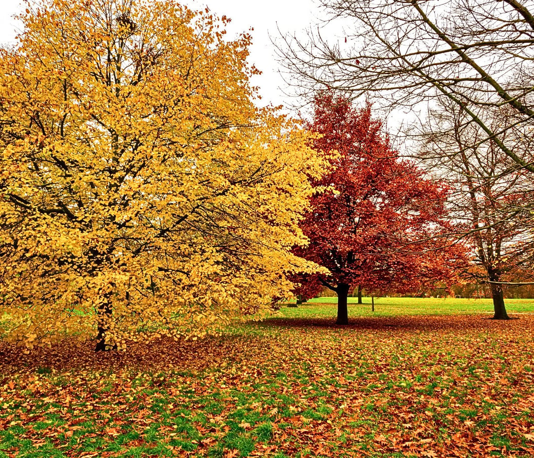 Hyde Park 2