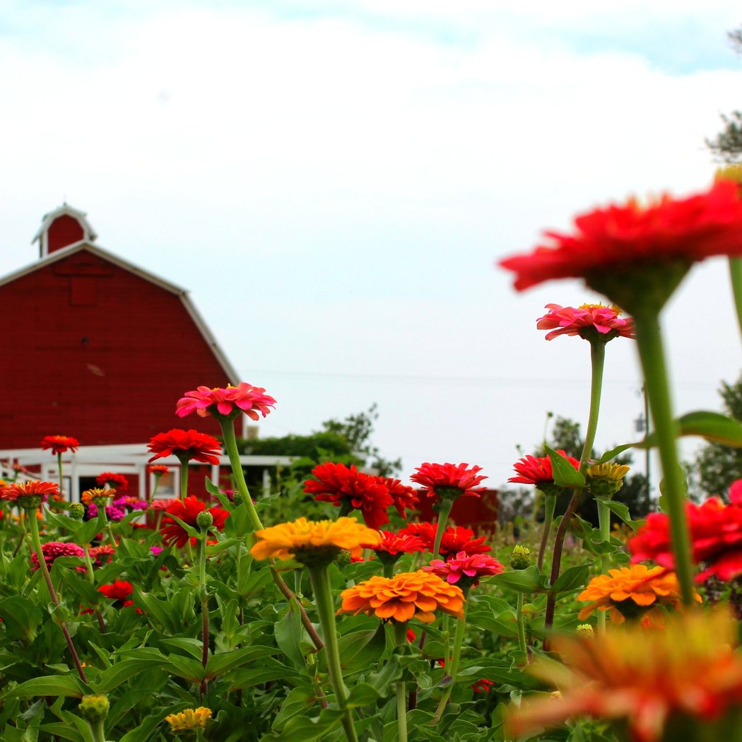 Berry Patch Farms,LLC 1