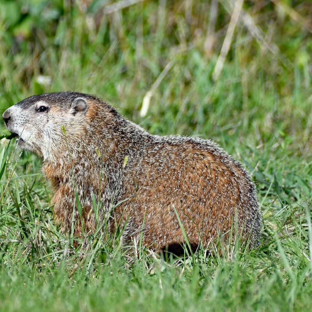 Groundhog Day Celebration 1