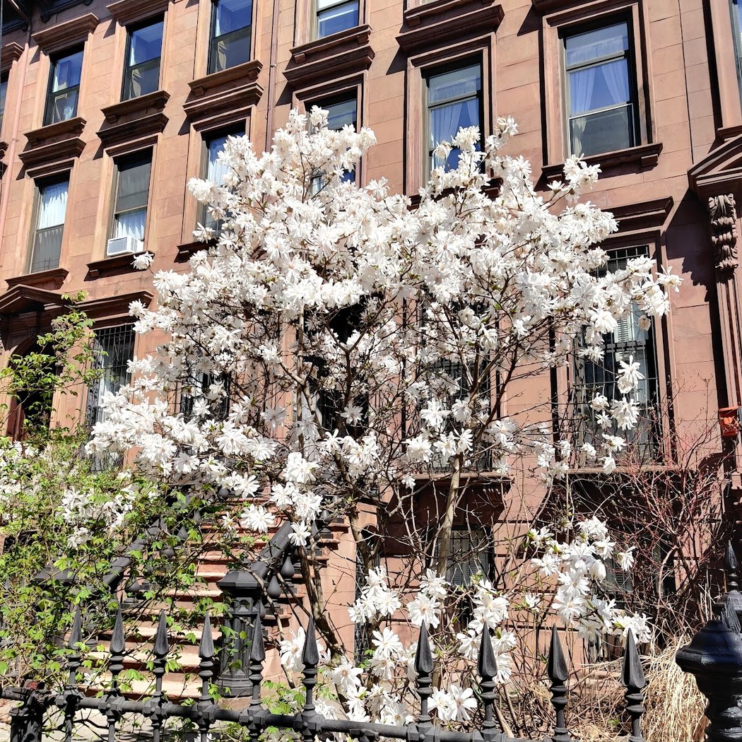 Prospect Heights 4