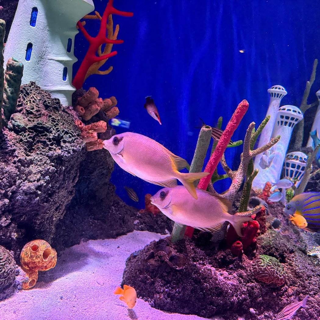SEA LIFE New Jersey Aquarium 3