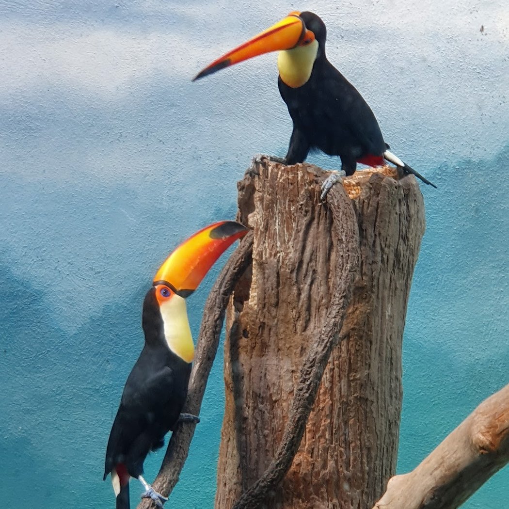 World of Birds 2