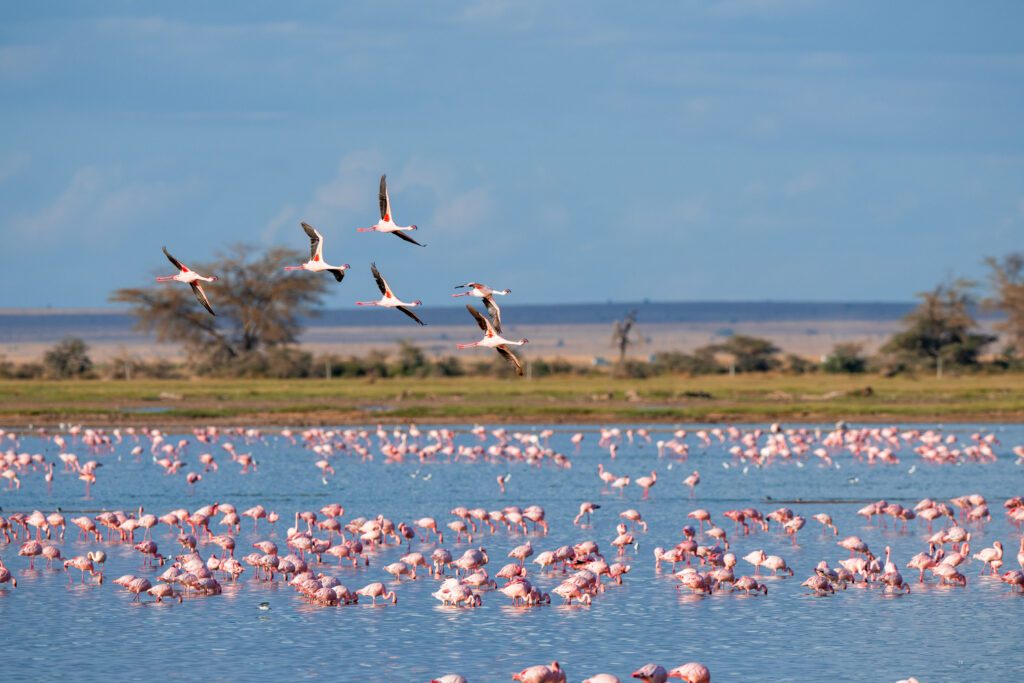 Ornithological Park of Pont de Gau 2
