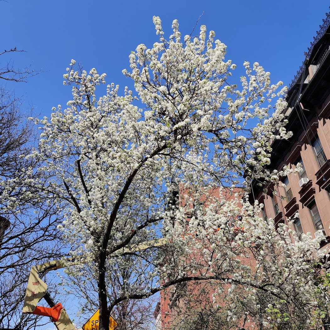 Prospect Heights 5