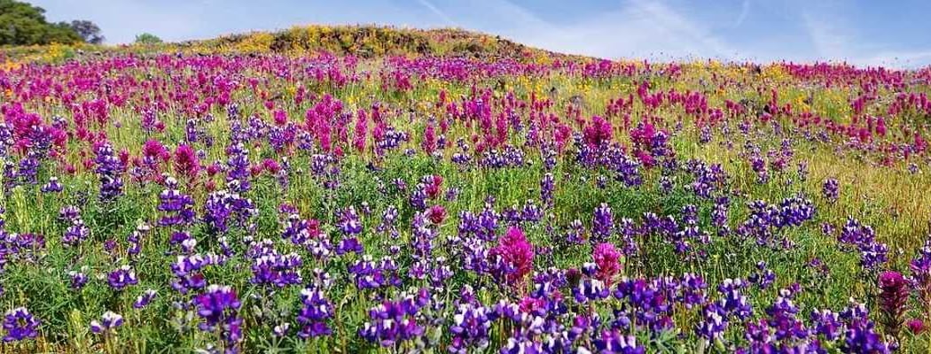 Kite Hill Wildflower Preserve 1