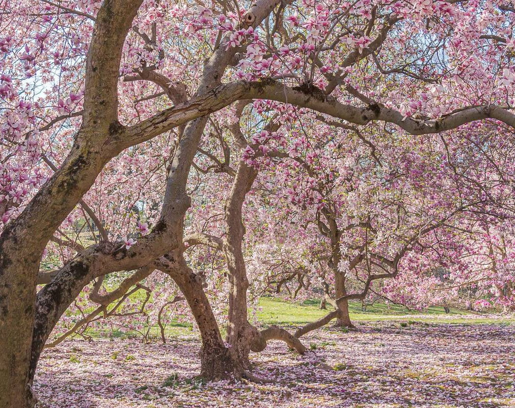Flowering Trees Tour: Magnolias 1