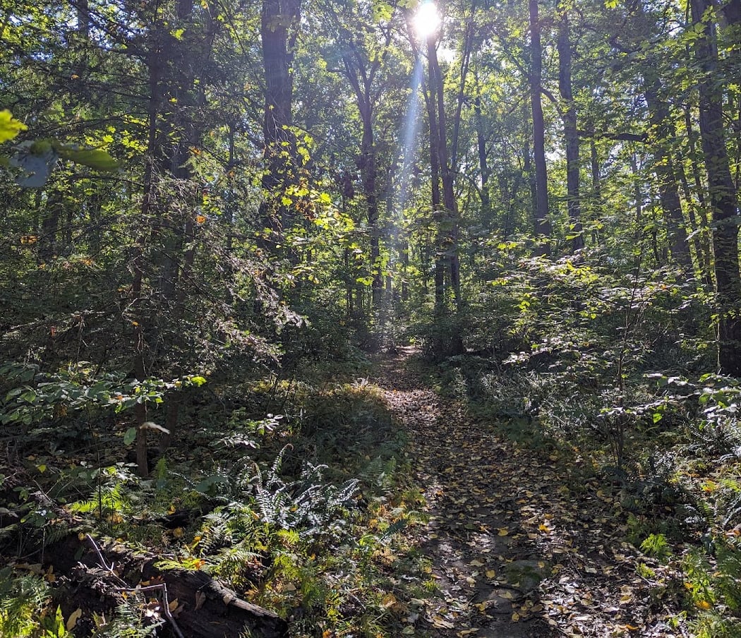 Coffin Woods 2