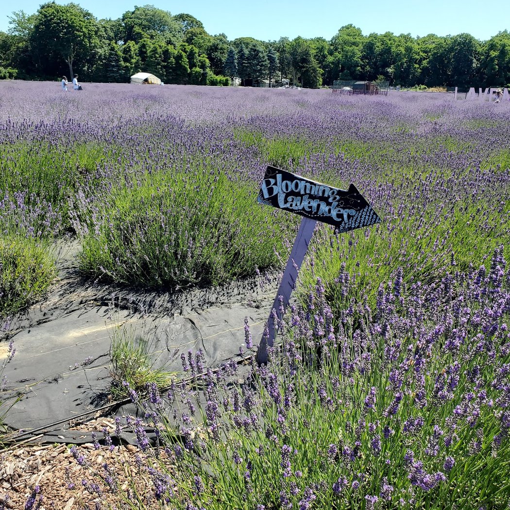 Lavender By the Bay 2