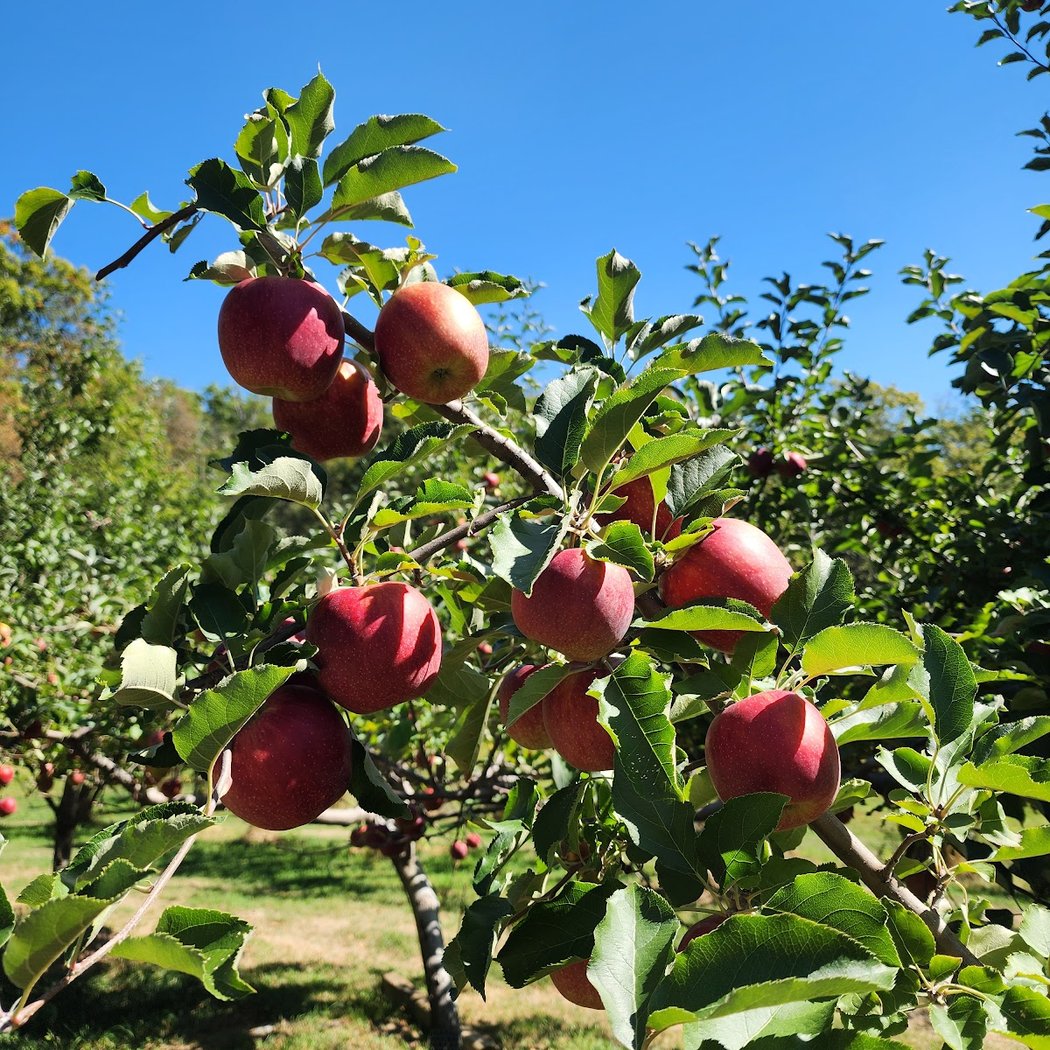 Wightman Fruit Farm 1