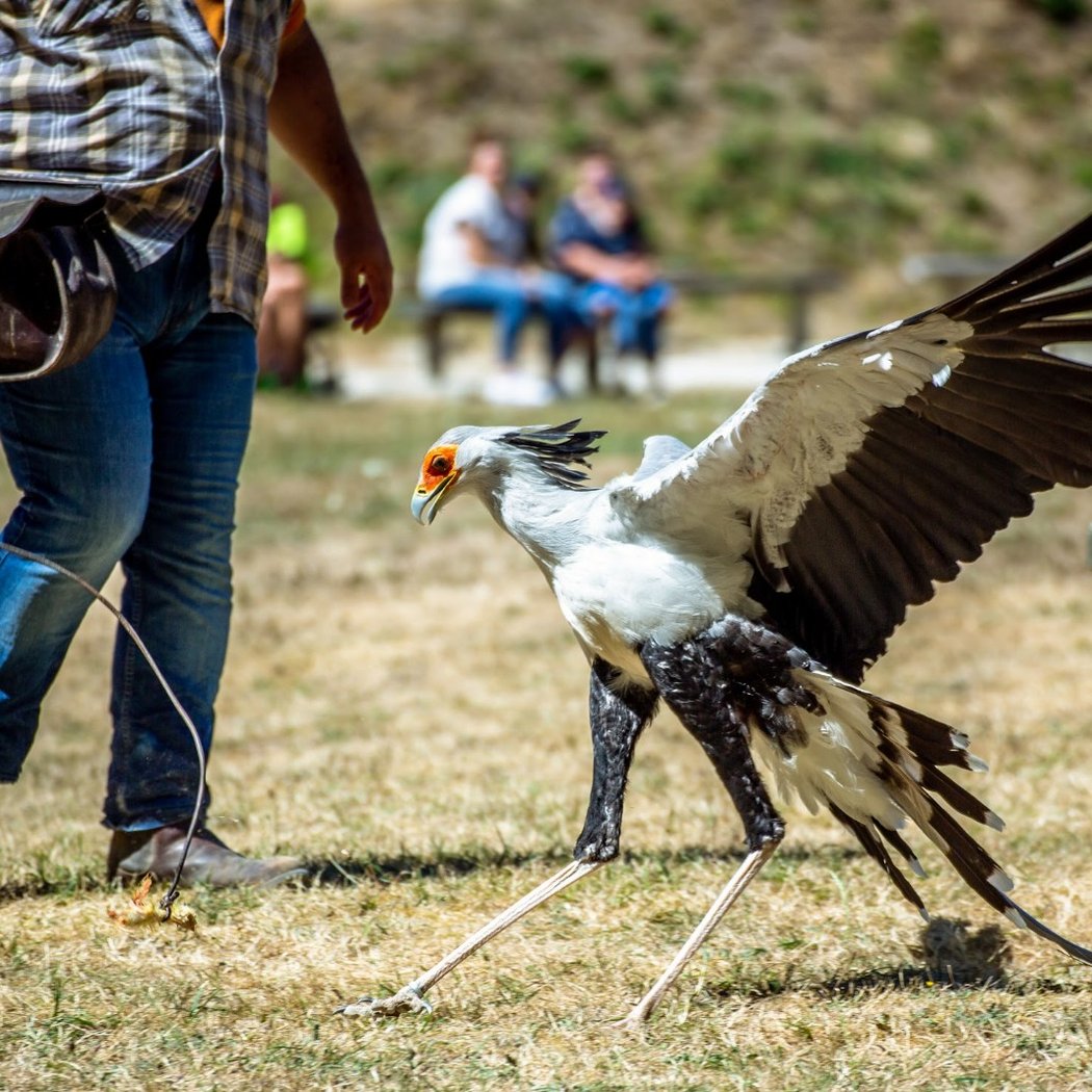 Forêt des Aigles 1