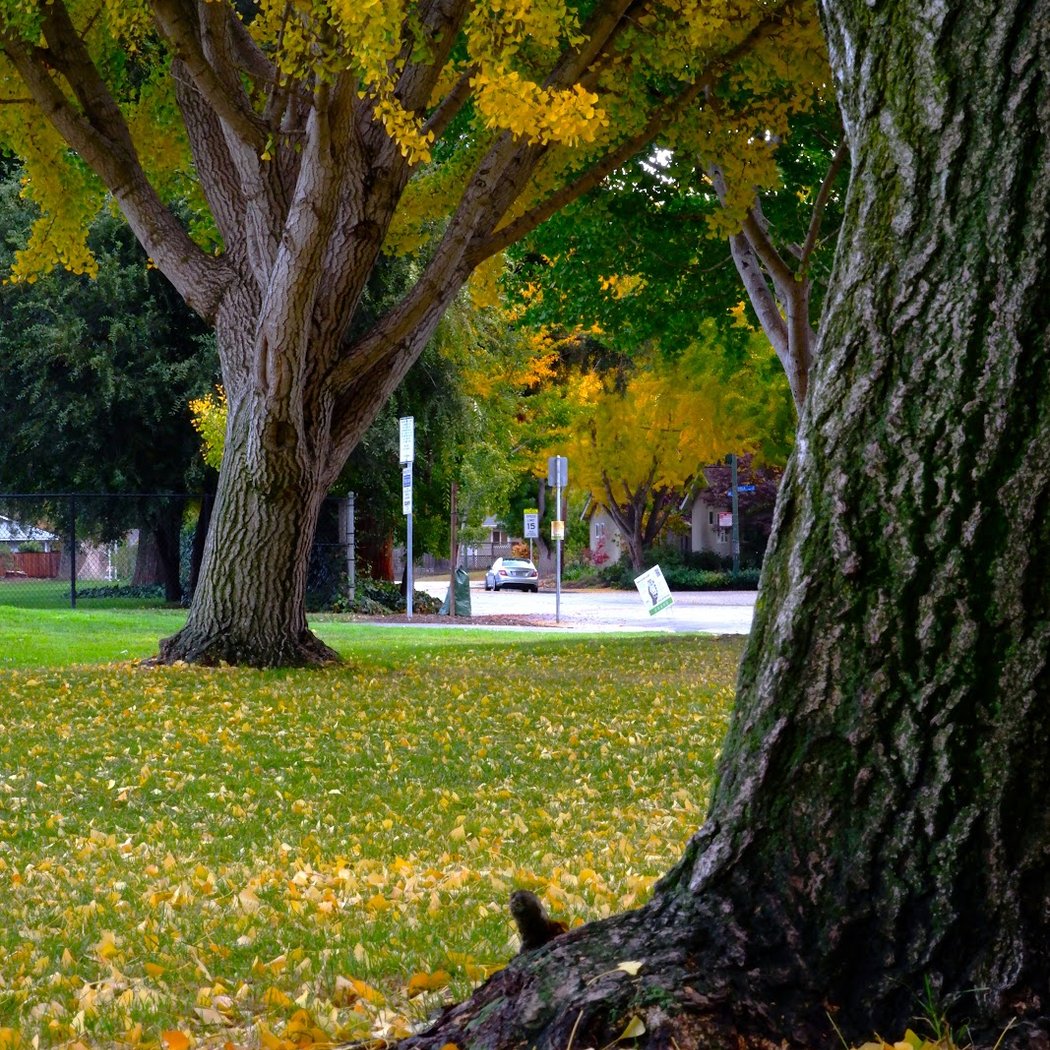 Bubb Park 1