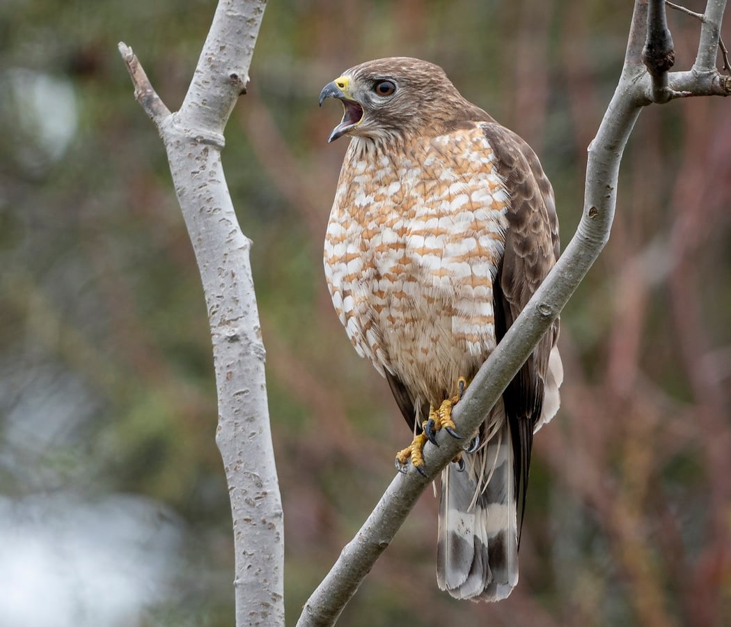 Hawk Watch at Lake Macbride State Park 1