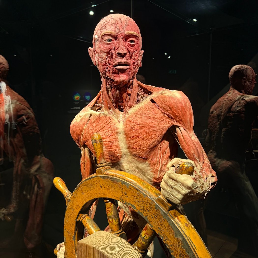 BODY WORLDS Amsterdam 3