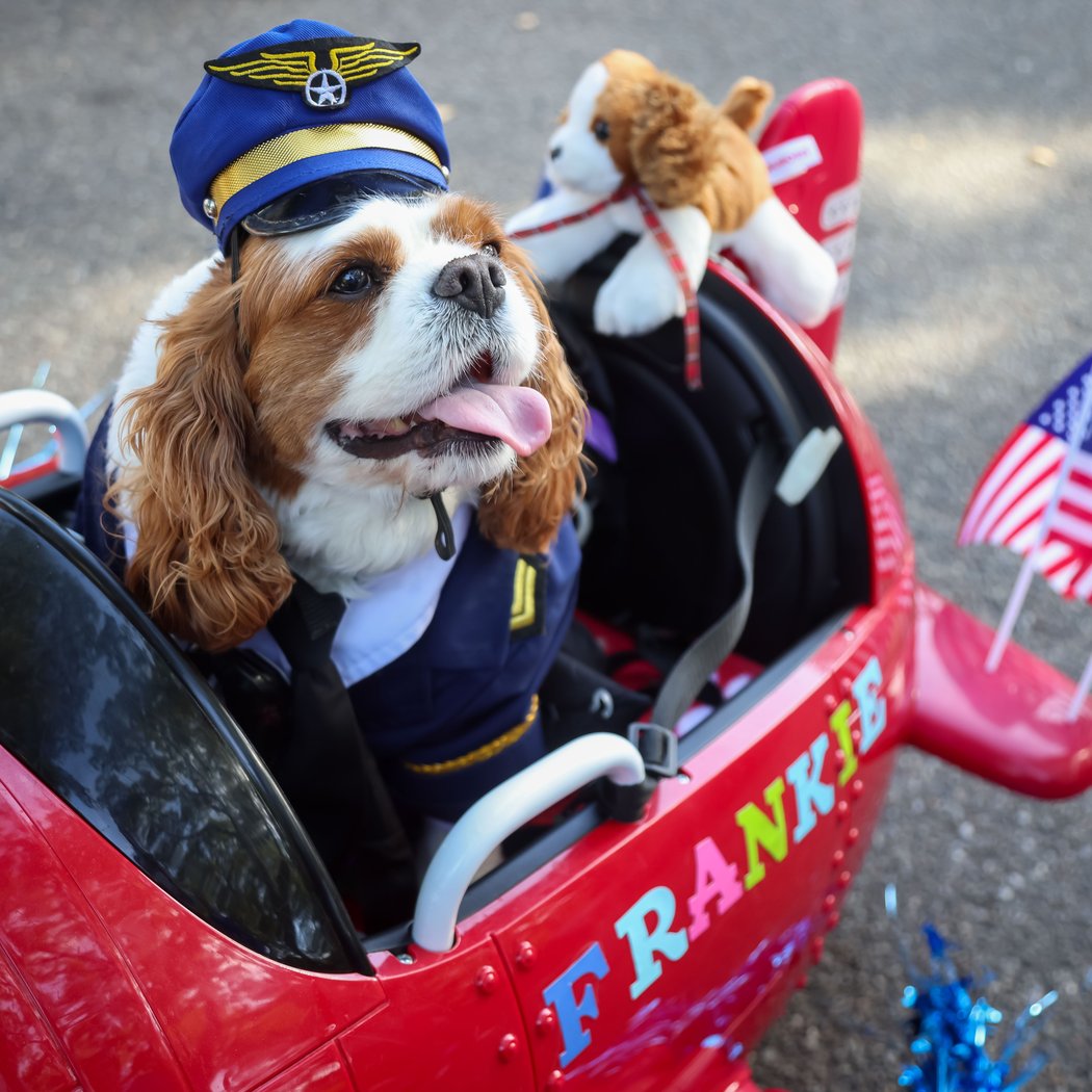 Halloween Dog Parade 3