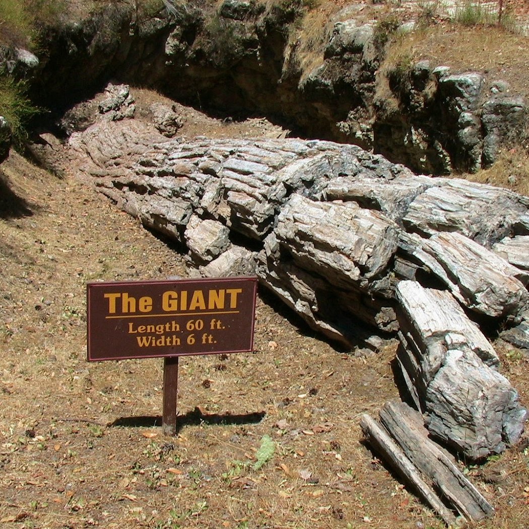 The Petrified Forest 1