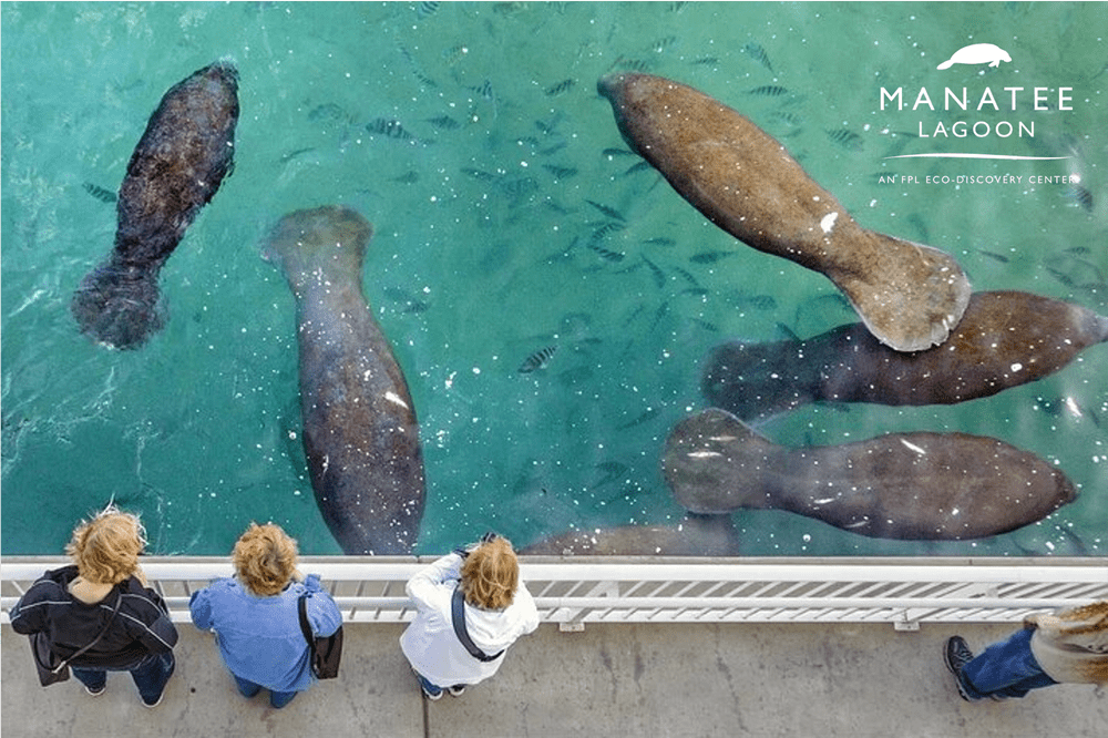 Manatee Lagoon 1