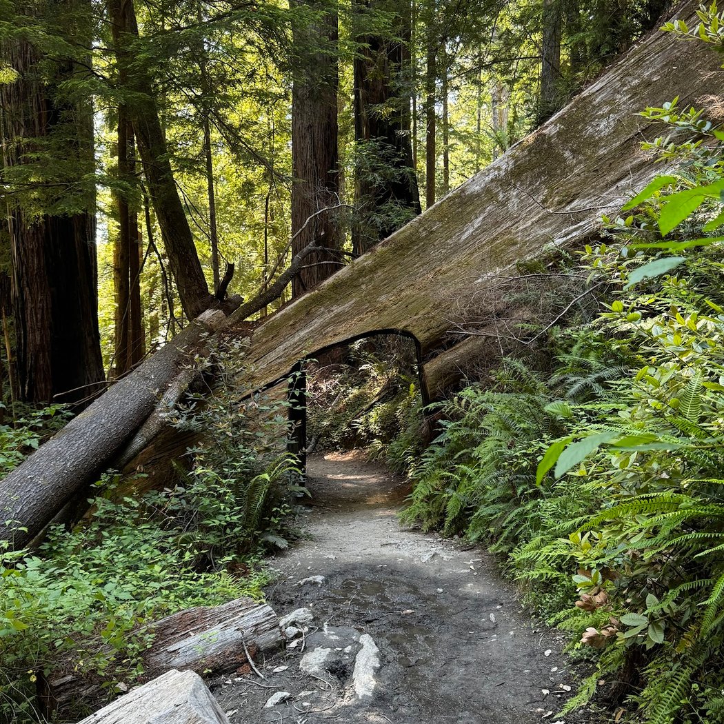Tall Trees Grove 2